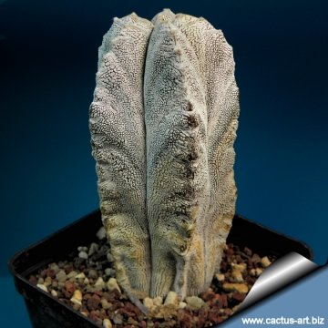 6738 cactus-art Cactus Art