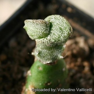 15094 valentino Valentino Vallicelli