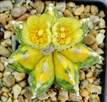 24055 agocs Agócs György