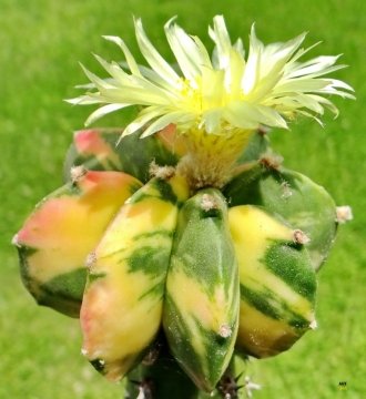 24069 agocs Agócs György