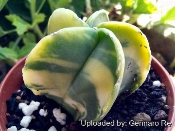 24688 gennaro Gennaro Re