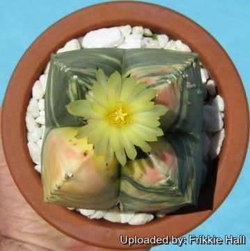 26774 frikkie Frikkie Hall