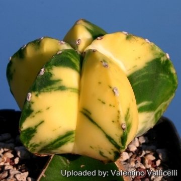 4123 valentino Valentino Vallicelli