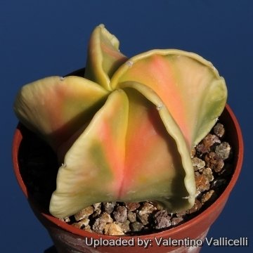 4125 valentino Valentino Vallicelli