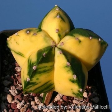 4126 valentino Valentino Vallicelli