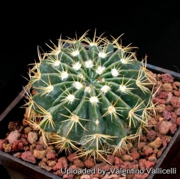 11648 valentino Valentino Vallicelli