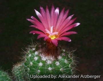 27781 alexander Alexander Arzberger