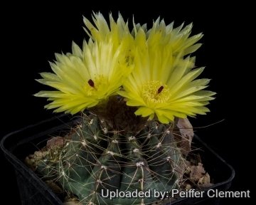 30200 cpif Peiffer Clement