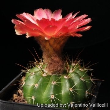 11666 valentino Valentino Vallicelli