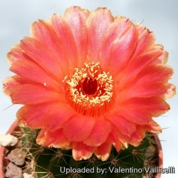 11667 valentino Valentino Vallicelli