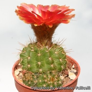 11668 valentino Valentino Vallicelli