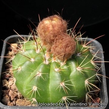 11669 valentino Valentino Vallicelli