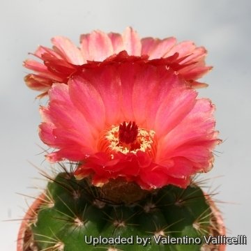 11670 valentino Valentino Vallicelli