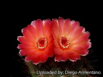 26442 diegoe Diego Armentano