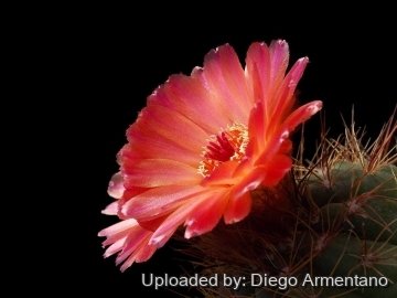 26460 diegoe Diego Armentano