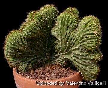 11804 valentino Valentino Vallicelli