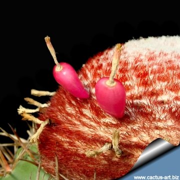 11846 cactus-art Cactus Art