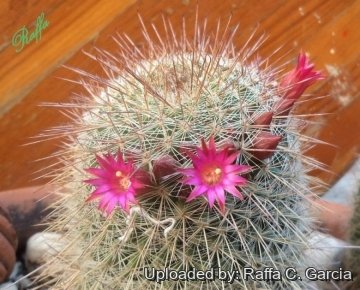 22645 raffa Raffa C. Garcia