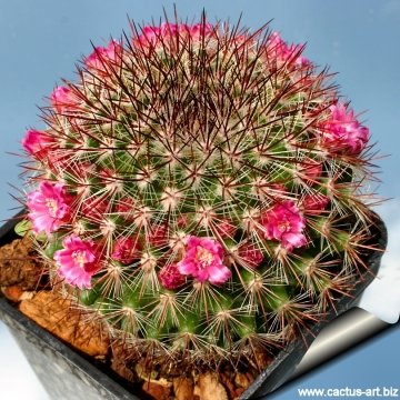 11967 cactus-art Cactus Art