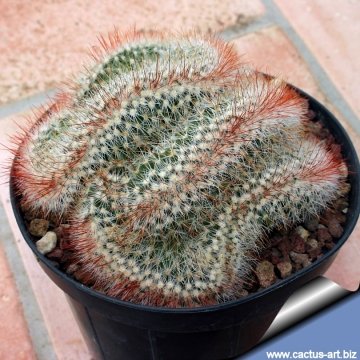 11978 cactus-art Cactus Art