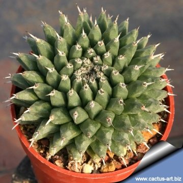 12008 cactus-art Cactus Art