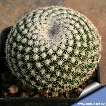 12055 cactus-art Cactus Art