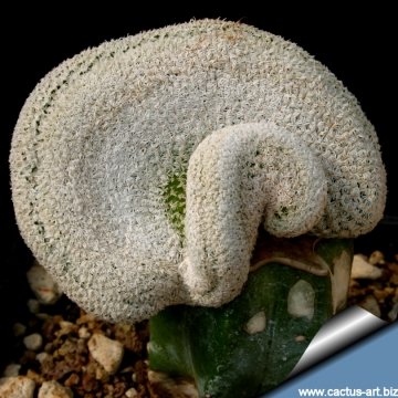 12059 cactus-art Cactus Art