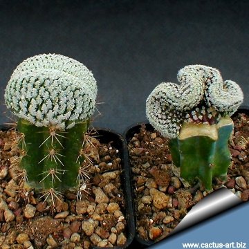 12060 cactus-art Cactus Art