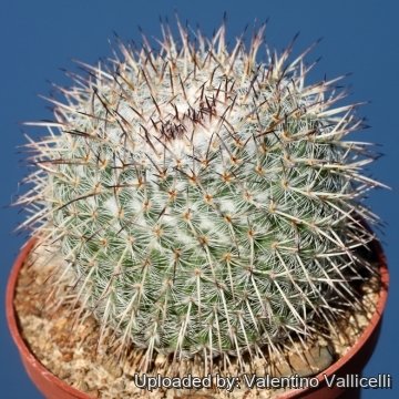 17180 valentino Valentino Vallicelli