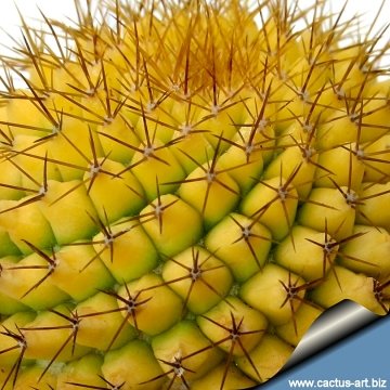 12097 cactus-art Cactus Art