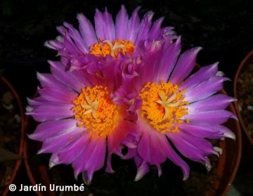 28140 alexander Alexander Arzberger