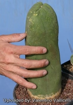 12327 valentino Valentino Vallicelli