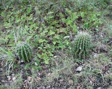 27432 alexander Alexander Arzberger