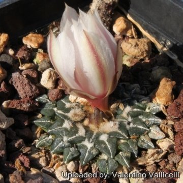 15245 valentino Valentino Vallicelli