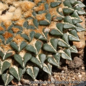 16047 valentino Valentino Vallicelli