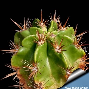 13253 cactus-art Cactus Art