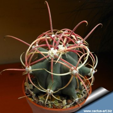 13322 cactus-art Cactus Art