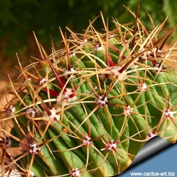 13290 cactus-art Cactus Art