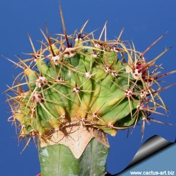 13291 cactus-art Cactus Art