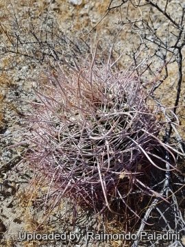 30125 RapCactus Raimondo Paladini