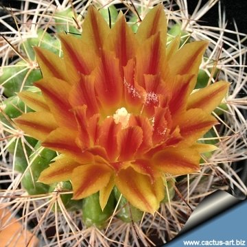 13609 cactus-art Cactus Art