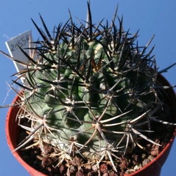 13623 cactus-art Cactus Art
