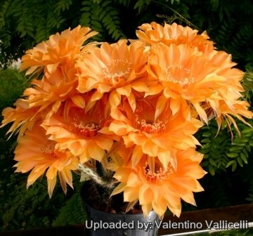 13712 valentino Valentino Vallicelli