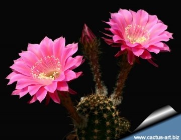 13723 cactus-art Cactus Art