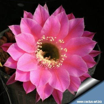 13724 cactus-art Cactus Art