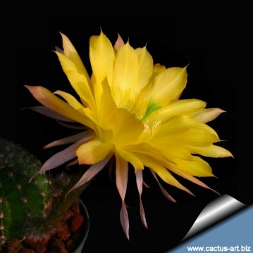 13785 cactus-art Cactus Art