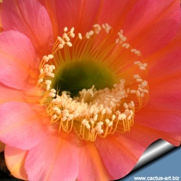 13844 cactus-art Cactus Art