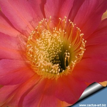 13845 cactus-art Cactus Art