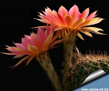 13846 cactus-art Cactus Art