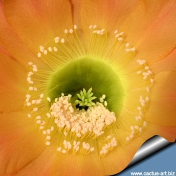 13864 cactus-art Cactus Art
